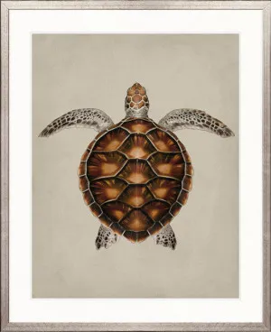 Majestic Turtle I by Designer Boys, a Premium Art for sale on Style Sourcebook