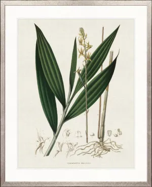 Simple Orchidees V by Designer Boys, a Premium Art for sale on Style Sourcebook