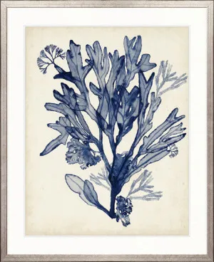Seaweed Collage VI (Indigo) by Designer Boys, a Premium Art for sale on Style Sourcebook