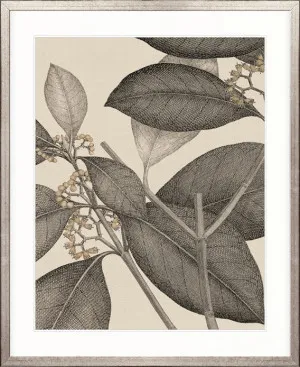 Cooks Floral Specimen II by Designer Boys, a Premium Art for sale on Style Sourcebook