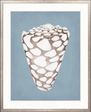 La Mesa Bay Shell V by Designer Boys, a Premium Art for sale on Style Sourcebook