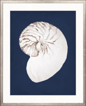 La Mesa Bay Shell III by Designer Boys, a Premium Art for sale on Style Sourcebook