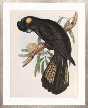 Splendid Bird VIII by Designer Boys, a Premium Art for sale on Style Sourcebook