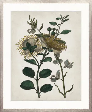 Vintage Floral V by Designer Boys, a Premium Art for sale on Style Sourcebook