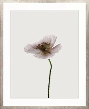 Floret II by Designer Boys, a Premium Art for sale on Style Sourcebook