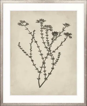 Botanical Splendour III by Designer Boys, a Premium Art for sale on Style Sourcebook