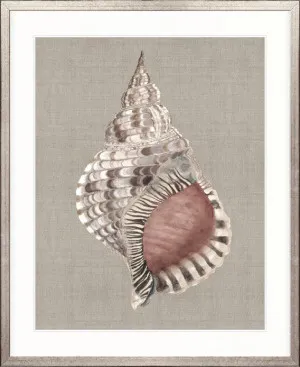 Alva Seashell V by Designer Boys, a Premium Art for sale on Style Sourcebook