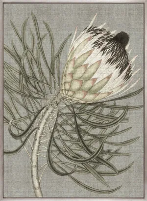 Botanist Specimen VI (Canvas) by Designer Boys, a Premium Art for sale on Style Sourcebook
