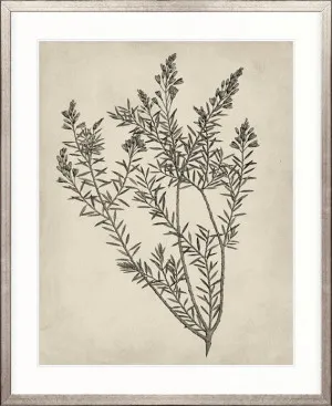 Botanical Splendour I by Designer Boys, a Premium Art for sale on Style Sourcebook