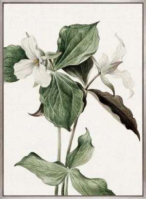 Phillipson Floral III (Canvas) by Designer Boys, a Premium Art for sale on Style Sourcebook