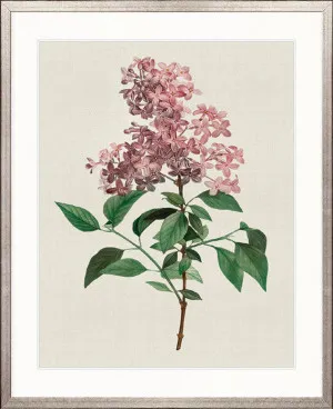 Tiverton Floral IV by Designer Boys, a Premium Art for sale on Style Sourcebook