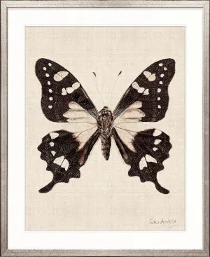 Fanciful Butterfly VII by Designer Boys, a Premium Art for sale on Style Sourcebook