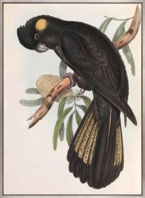 Splendid Bird VIII (Canvas) by Designer Boys, a Premium Art for sale on Style Sourcebook