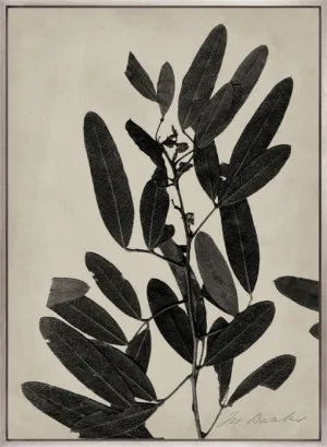 Endeavour Specimen IV (Canvas) by Designer Boys, a Premium Art for sale on Style Sourcebook