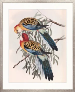 Splendid Bird IV by Designer Boys, a Premium Art for sale on Style Sourcebook