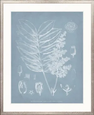 Botanical Study (Pale Blue) I by Designer Boys, a Premium Art for sale on Style Sourcebook