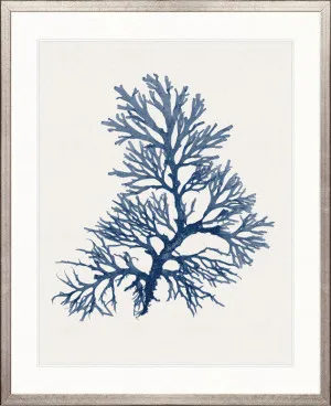 Seaweed Subject XXIII (Indigo) by Designer Boys, a Premium Art for sale on Style Sourcebook