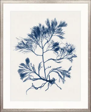 Seaweed Subject XXII (Indigo) by Designer Boys, a Premium Art for sale on Style Sourcebook