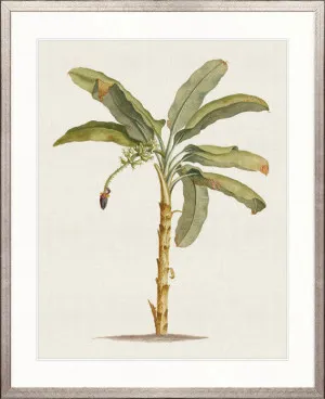 Tropical Splendour III by Designer Boys, a Premium Art for sale on Style Sourcebook