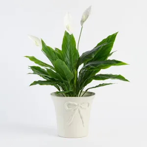 Muse Sweet Bow Planter White by Muse, a Plants for sale on Style Sourcebook