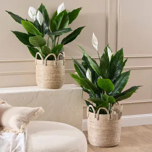 Muse Grand Peace Lily Plant by Muse, a Plants for sale on Style Sourcebook