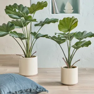 Muse Potted Fan Palm Green by Muse, a Plants for sale on Style Sourcebook