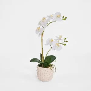 Spike Real Touch Potted Phalaenopsis Orchid SML by Florabelle Living, a Decorative Accessories for sale on Style Sourcebook