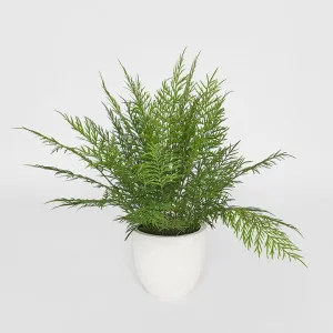 Fern in Magnesia Pot 71cm by Florabelle Living, a Christmas for sale on Style Sourcebook