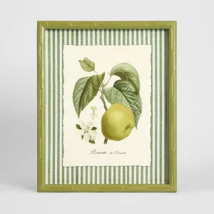 Apple Study 2 Wall Art 34x42cm by Florabelle Living, a Christmas for sale on Style Sourcebook