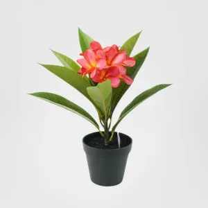 Potted Frangipani Red 34cm by Florabelle Living, a Christmas for sale on Style Sourcebook