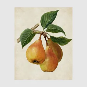 Botanical Pear Wall Art by PERFECT PIECES, a Christmas for sale on Style Sourcebook