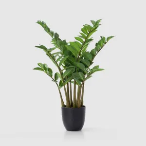 Real Touch Zanzibar 75cm by TREE CREATIONS, a Plants for sale on Style Sourcebook
