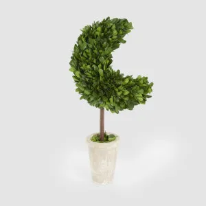 Preserved Boxwood Moon Topiary in Terracotta Pot by Vixen & Velvet, a Plant Holders for sale on Style Sourcebook