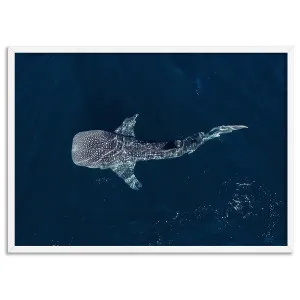 Whale Shark Aerial - Art Print by Print and Proper, a Prints for sale on Style Sourcebook