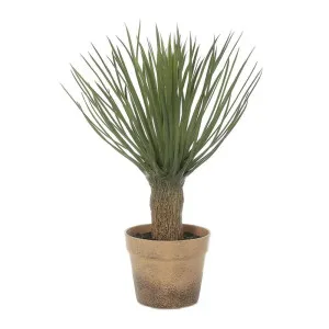 Artificial Yucca in Pot 50cm by Florabelle Living, a Plants for sale on Style Sourcebook