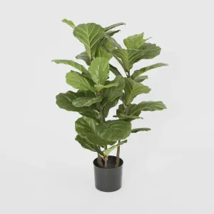Fiddle Leaf Tree 93cm by Florabelle Living, a Plants for sale on Style Sourcebook