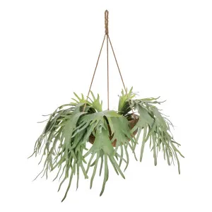 Staghorn Hanging 110x100cm in Green by OZ Design, a Plants for sale on Style Sourcebook