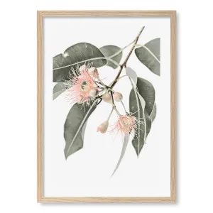 Eucalyptus Wildflowers Framed Art Print by Profile Australia, a Prints for sale on Style Sourcebook