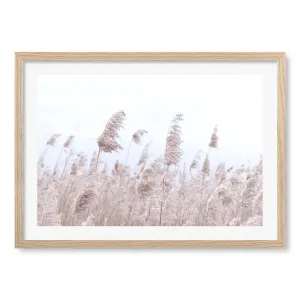 Pampas Grass 1 Framed Art Print by Profile Australia, a Prints for sale on Style Sourcebook