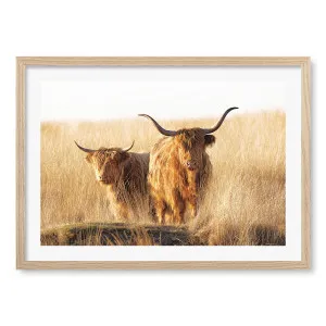 Highland Cows Framed Art Print by Jaap van den Helm by Profile Australia, a Prints for sale on Style Sourcebook