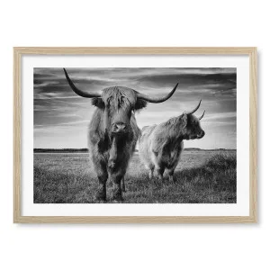 Majestic Highland Cows Framed Art Print by Profile Australia, a Prints for sale on Style Sourcebook