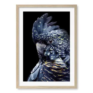 Black Cockatoo 2 Framed Art Print by Profile Australia, a Prints for sale on Style Sourcebook