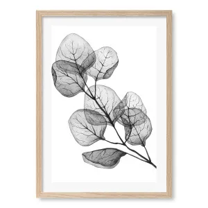 Eucalyptus Leaves Framed Art Print by Profile Australia, a Prints for sale on Style Sourcebook