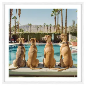 Dukes Framed Print in 60 x 60cm by OZ Design, a Prints for sale on Style Sourcebook
