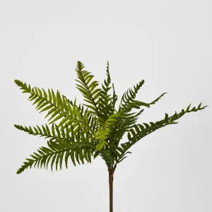 Blechnum Fern Bush by JMC FLORALS, a Plants for sale on Style Sourcebook