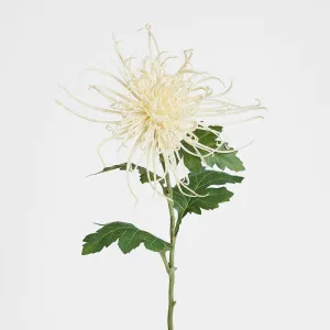 Spider Mum Floral Stem 71cm Cream by Florabelle Living, a Plants for sale on Style Sourcebook