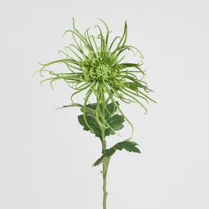 Spider Mum Floral Stem 71cm Green by Florabelle Living, a Plants for sale on Style Sourcebook