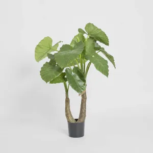 Alocasia Calidora 1m by TREE CREATIONS, a Plants for sale on Style Sourcebook