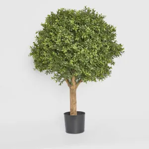 Boxwood Ball Tree 75cm by TREE CREATIONS, a Plants for sale on Style Sourcebook