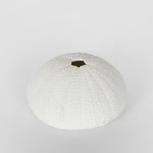 Susie White Sea Urchin 9X9X4.5CM * by Florabelle Living, a Statues & Ornaments for sale on Style Sourcebook